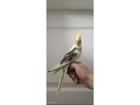 El beslemesi sultan papağanı bebekler