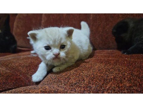 Scottish fold garibanlar yuva bekliyor
