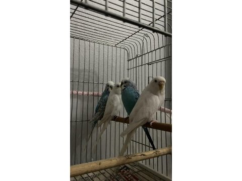 4 adet muhabbet kuşu damızlık