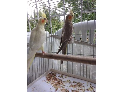 Sağlıklı sultan papağanı