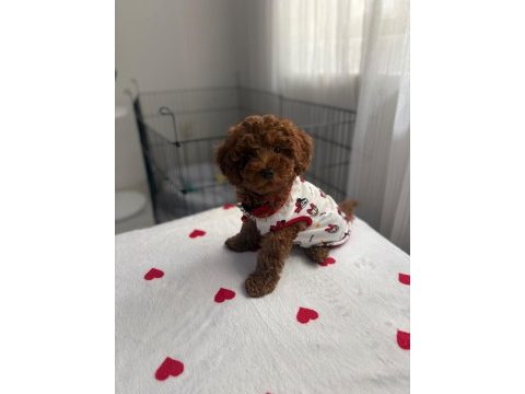 3 aylık poodle