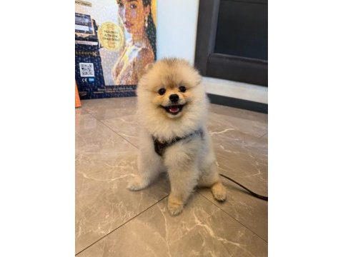 Pomeranian boo oğluma eş arıyorum
