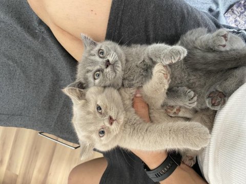 2 adet dişi a kalite yavru british shorthair