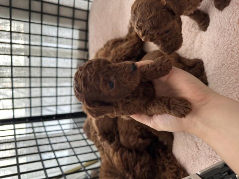 Toy poodle yavrularımız