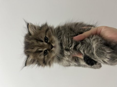 2 aylık british longhair kedisi