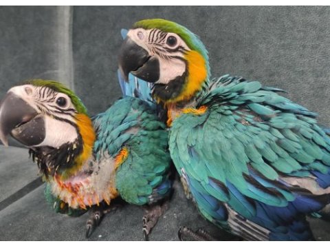 El besleme full evcil bebek macawlar