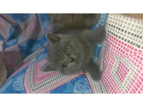 British shorthair yavru