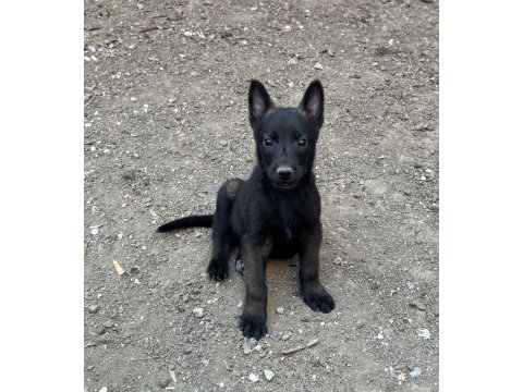 Koyu maskeli belçika malinois yavrular