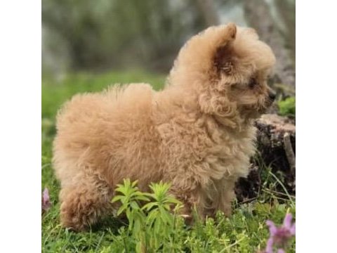 Trde nadir ırklardan muhteşem pomapoo yavrumuz