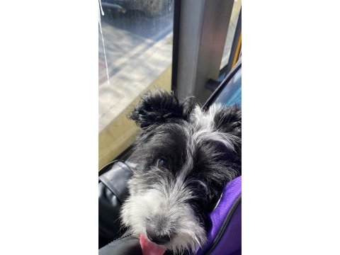Maltipoo dişi 3 aylık