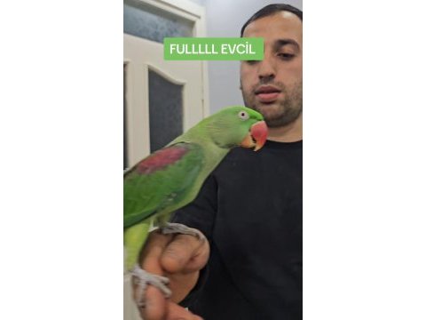 Evcil 8 aylık alexandar iskender