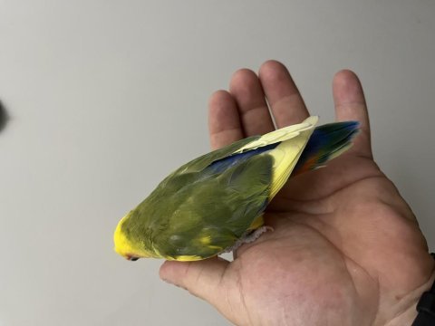 Oyun hamuru erkek sevda papağanı