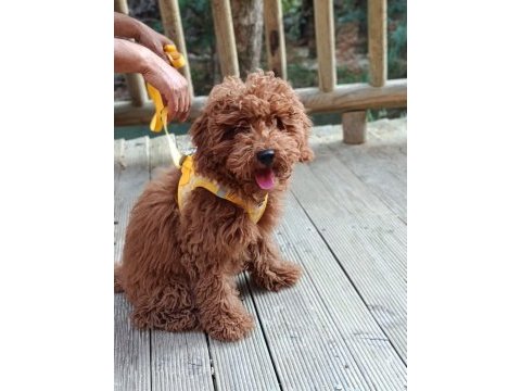Toy poodle aciliyeti var