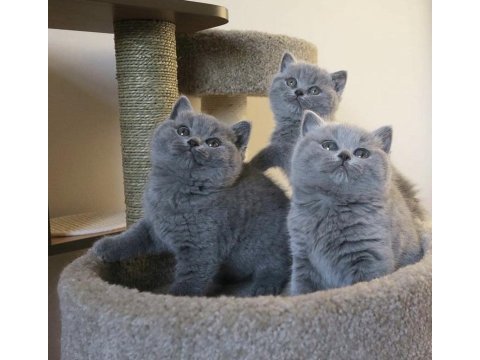 Safkan brıtısh shorthair yavrularım 