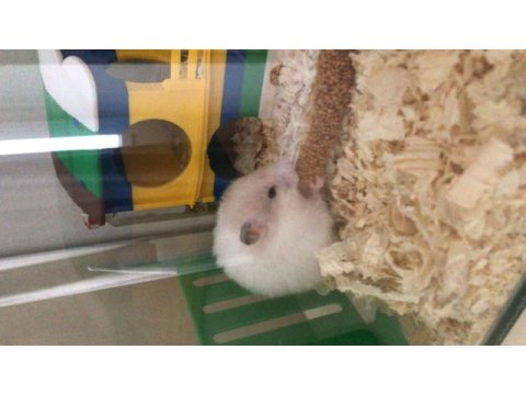 Suriye hamsterı
