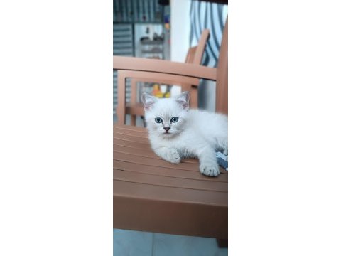 Blue point yavru kediler
