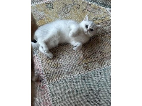 Safkan silver british shorthair