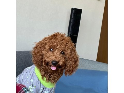1 yaş oğlumuza dişi arıyoruz toy poodle
