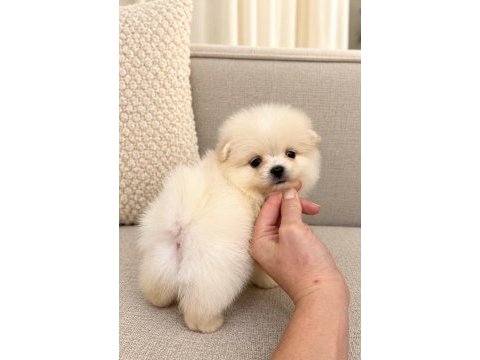 Minicik ayıcık erkek pomeranian boo köpekler