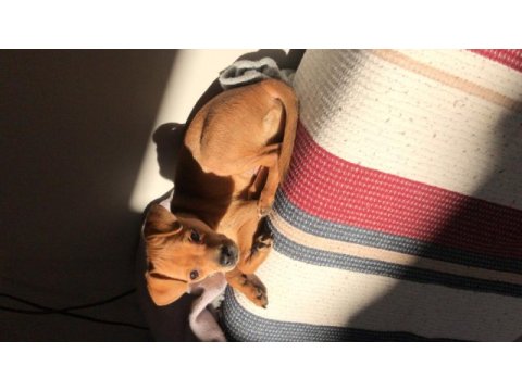 Ücretsiz sahiplendirme pinscher