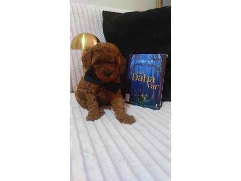 Kore kan red brown poodle minikler