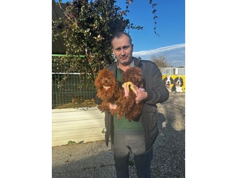 Safkan korea ve çin poodle