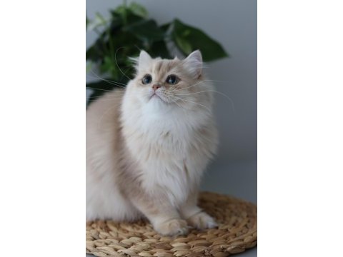 British longhair erkek kedisi