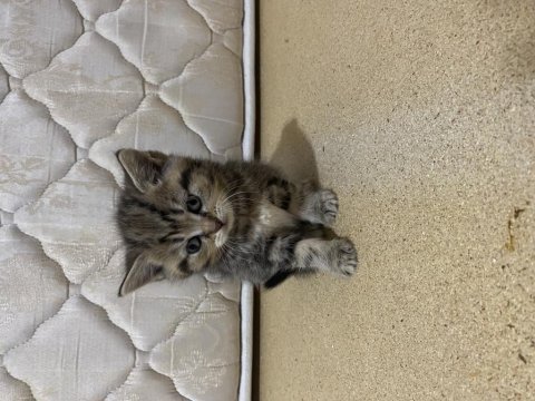 Sağlıklı kediler yavrular yeni yuvalarını bekliyor