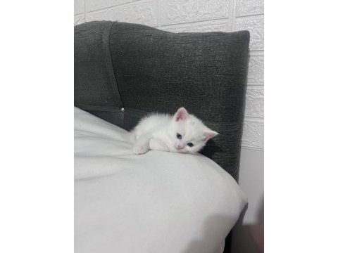 2 aylık british shorthair bebişlere yuva arıyorum