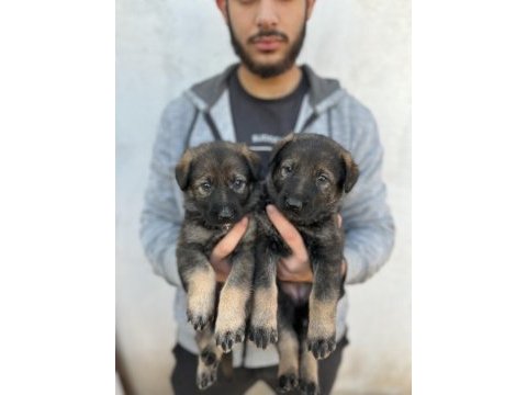 Alman kurdu yavrularımız yeni yuvasını arıyor