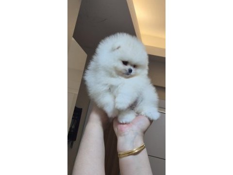 Mini boy orijinal ırk pomeranian boo dişi
