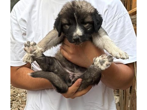 Kangal yavrusu davara ve korumaya uygun
