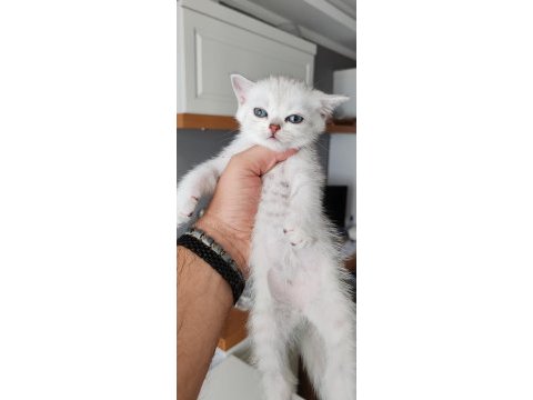 Silver british shorthair