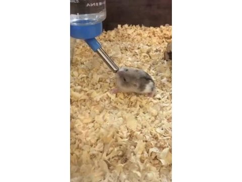 Uyguna hamster