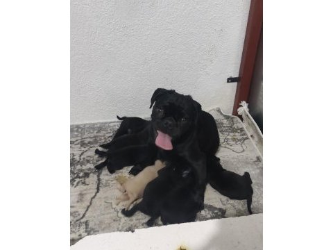 Rezerveye açık siyah ve pink pug yavruları