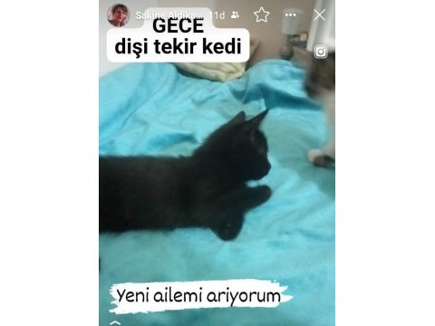 45 günlük tekir dişi yavru kedi