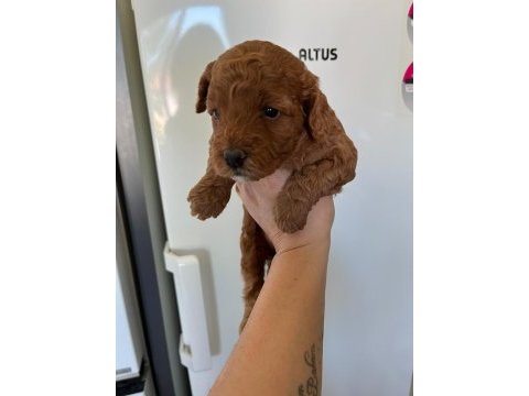F3 maltipoo yavrular