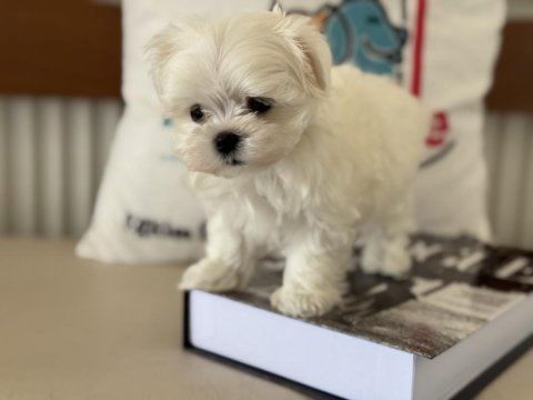 Petmode den tea cup kore kan maltese yavrular