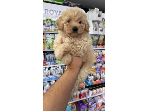 Maltipoo yavrularımız için arayabilirsiniz