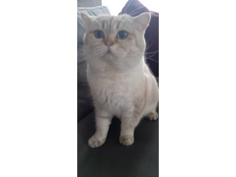 Golden point erkek mavi gözlü british shorthair