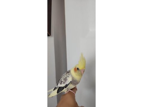 Yavru sultan papağanlar
