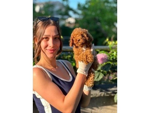 Toy poodle yavruları