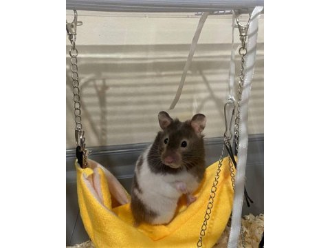 Hamster-gonzales yavrularımız heryere gönderim