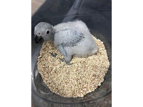 Jako papağanı bebekler
