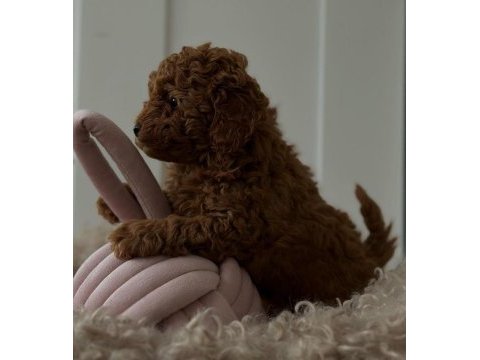 Kaliteli toy poodle yavruları