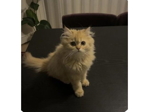 4,5 aylık dişi kedimiz