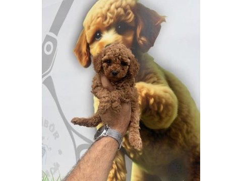 Toy poodle yavrularımız