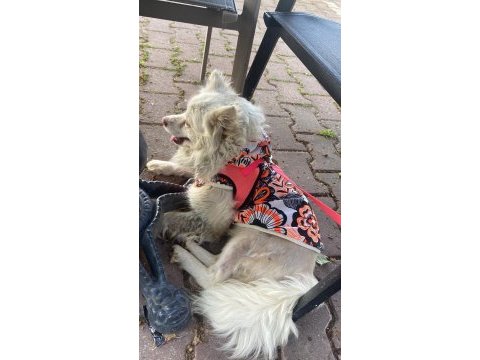 Köpeğimizi sahiplendirmek istiyoruz