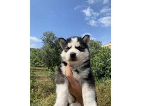 Irk ve sağlık garantili husky yavrularımız
