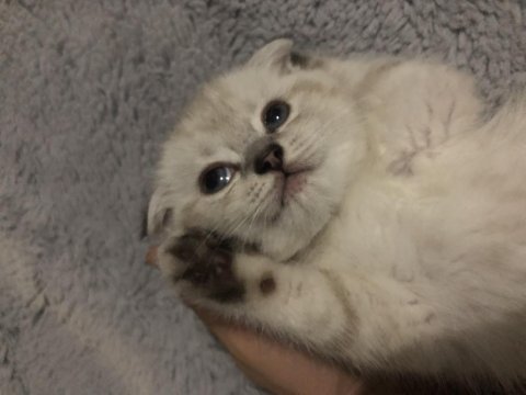 Scottish fold yavrularım erkek-dişi